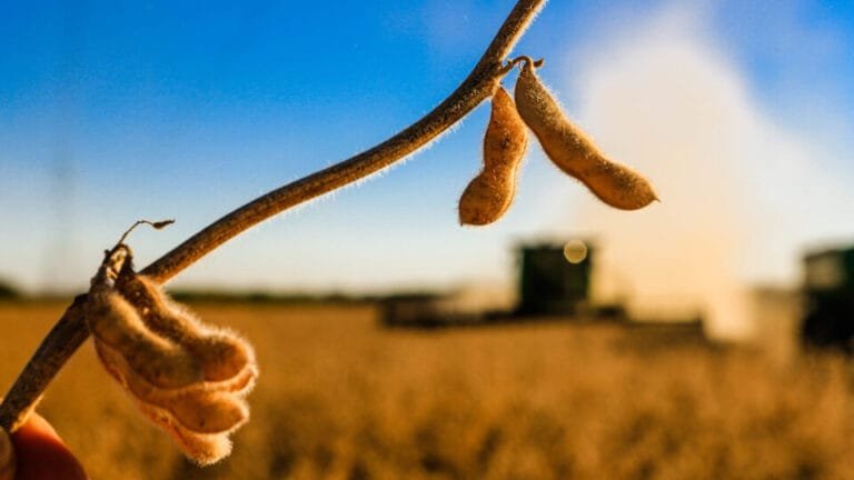 Descubra como o Centro-Oeste se tornará o motor econômico do Brasil em 2025!