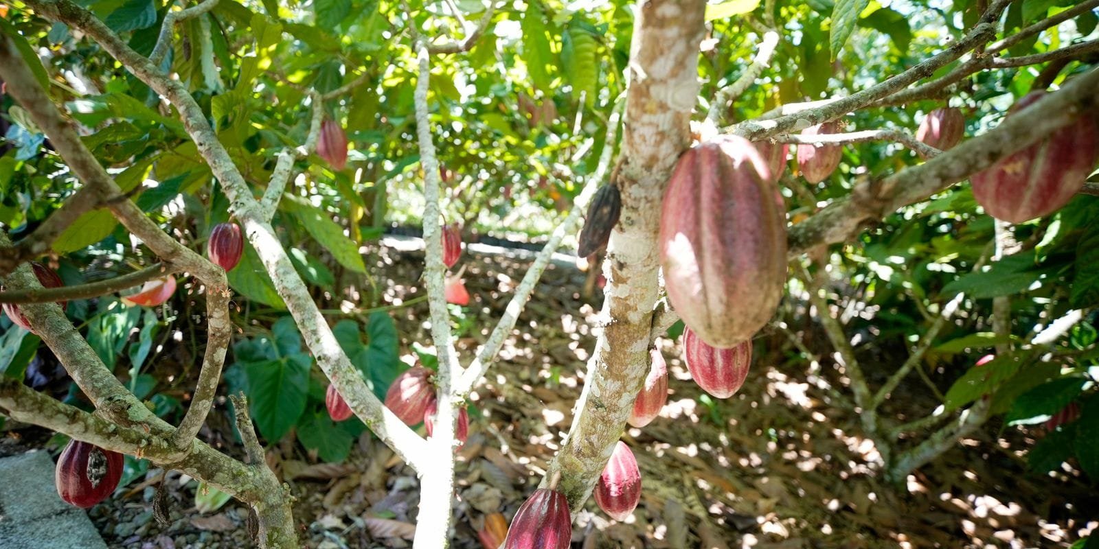 Imagem representativa sobre o fundo Kawá e a agricultura familiar