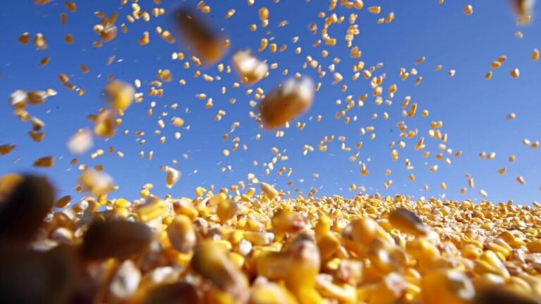 Por que a isenção do Imposto de Importação não está salvando seu bolso? Descubra a verdade!