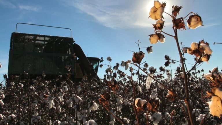 Mato Grosso e do Sul: Os Gigantes do PIB em 2025! Descubra o Porquê!