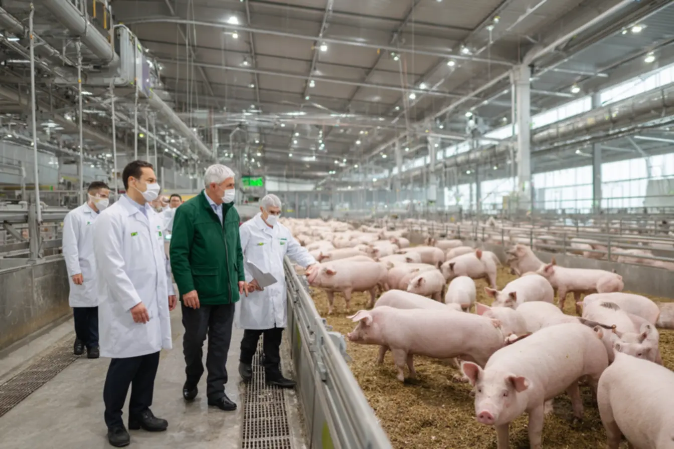 Como abrir um abatedouro de suínos