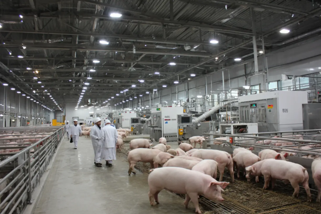 Como abrir um abatedouro de suínos