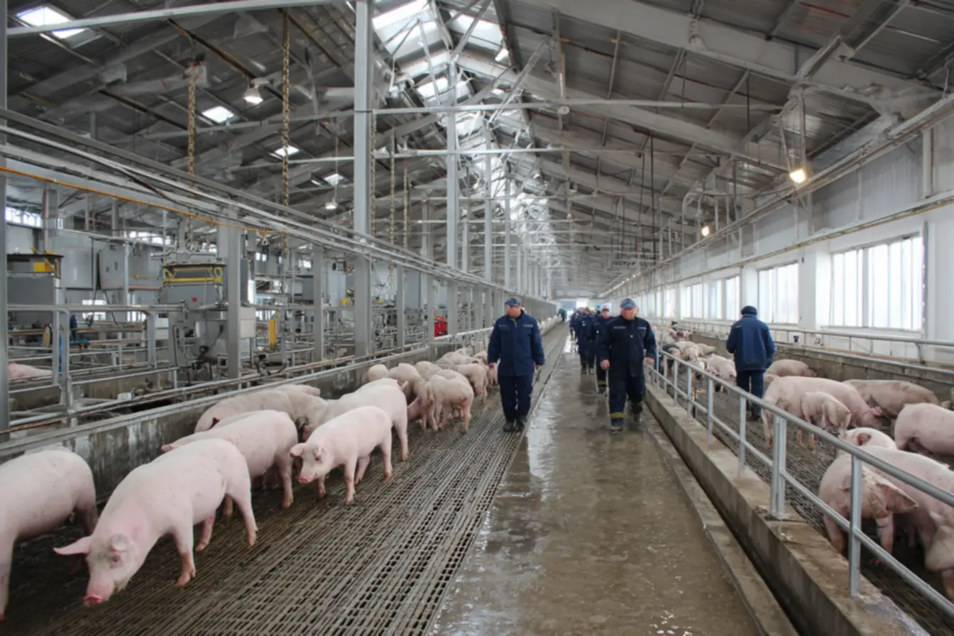 Como abrir um abatedouro de suínos